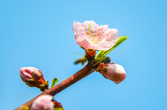 桃花