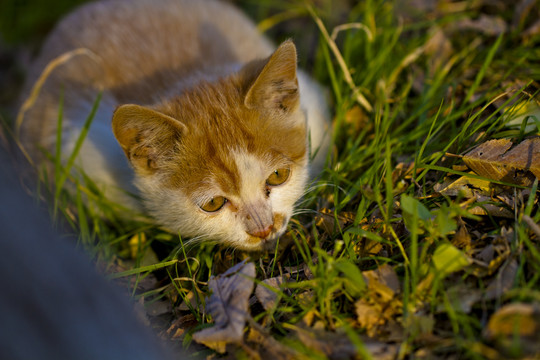 猫咪