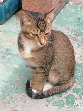 小猫