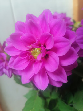 牡丹花