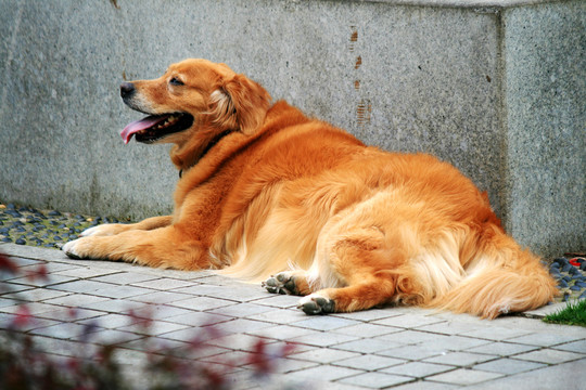 大黄狗