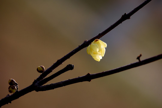 腊梅花