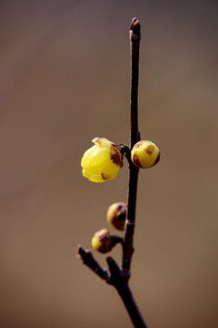 腊梅花