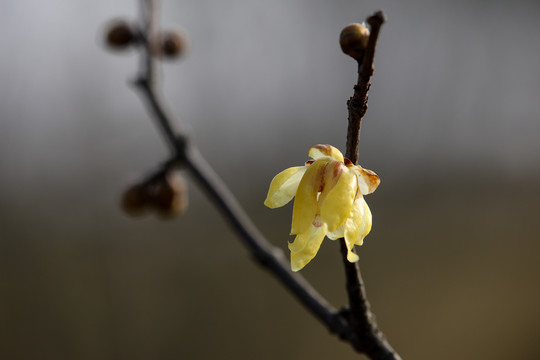 腊梅花