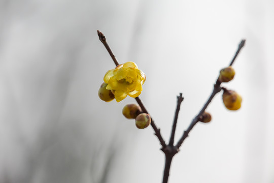 腊梅花