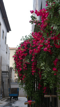 鲜花