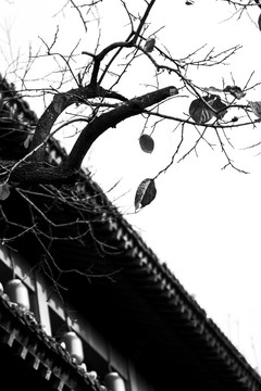 古建筑屋檐与柿子树