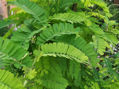 鸡骨草