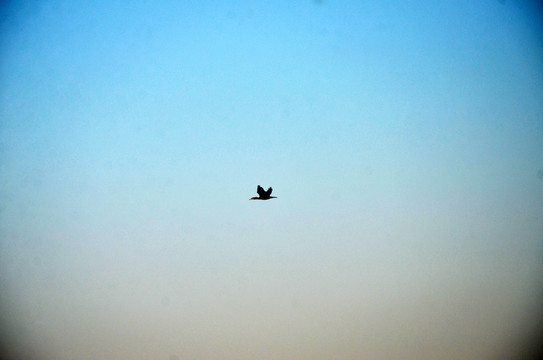 杭州西湖上空飞鸟