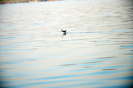 西湖水鸟