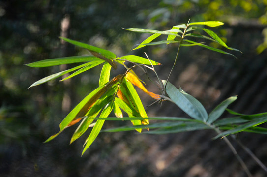 阳光竹叶