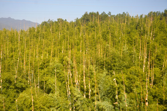 山区竹林