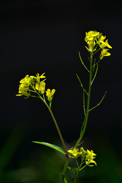 油菜花