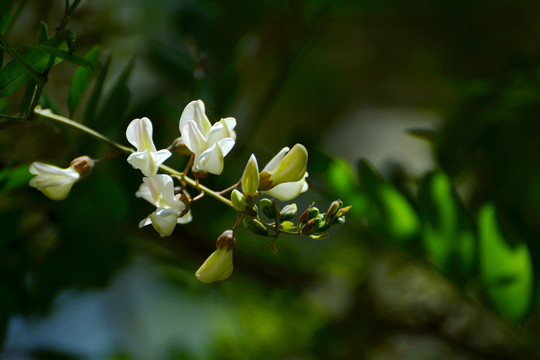 白槐花