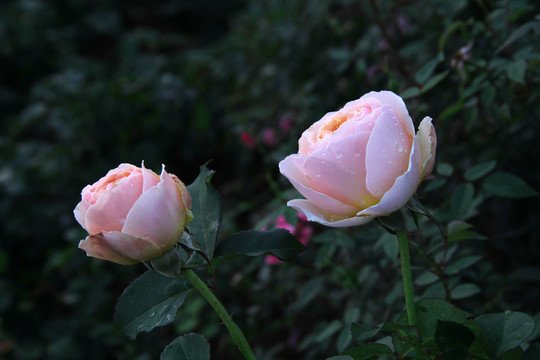 盛开的蔷薇花
