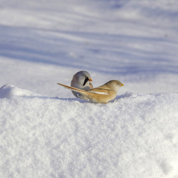 文须雀鸟在白雪中嬉戏觅食