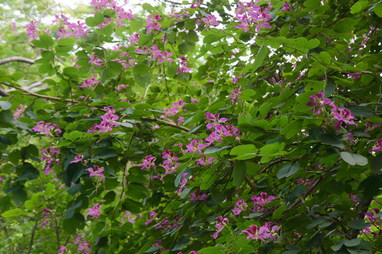 紫荆花