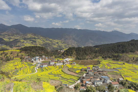 蓝天白云蜿蜒油菜花海田园风光