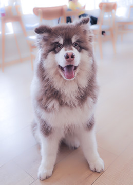 宠物狗阿拉斯加犬雪橇犬