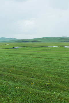 草原野花河流羊群蒙古包