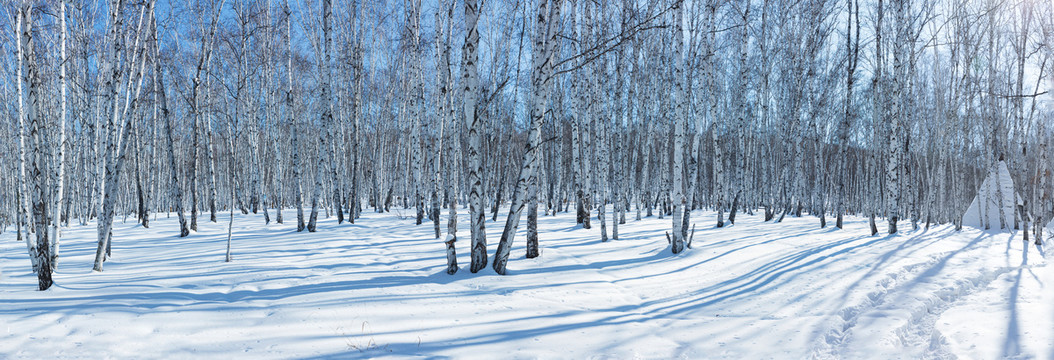 冬季雪原光影白桦林长幅