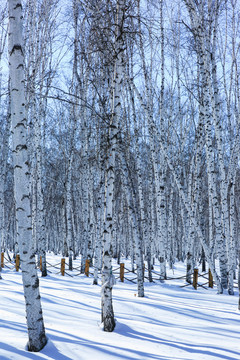 冬季雪原光影森林白桦林
