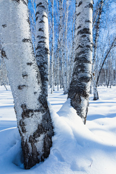 冬季雪原白桦树干蓝天白云