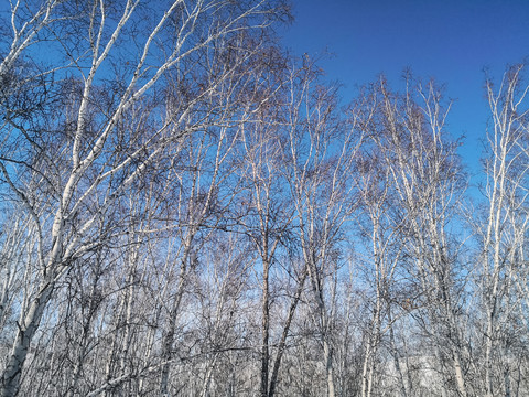 仰拍冬季白桦树林