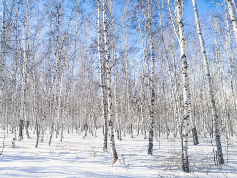 雪原蓝天白桦林