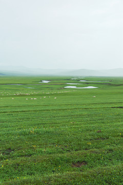 河流湿地夏季草原牧场羊群
