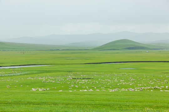 夏季草原河流湿地羊群