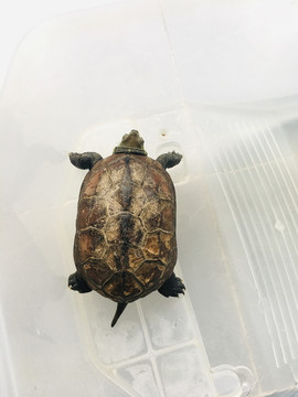 乌龟草龟水龟