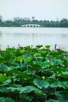 天津水上公园