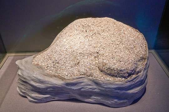 贝壳砂标本