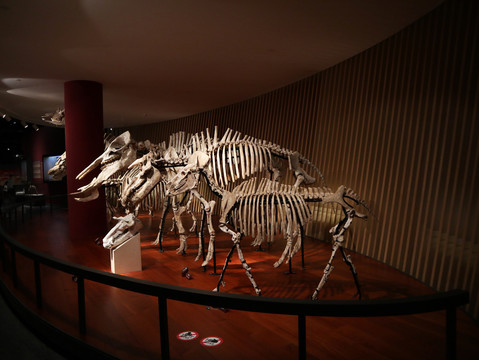 动物化石