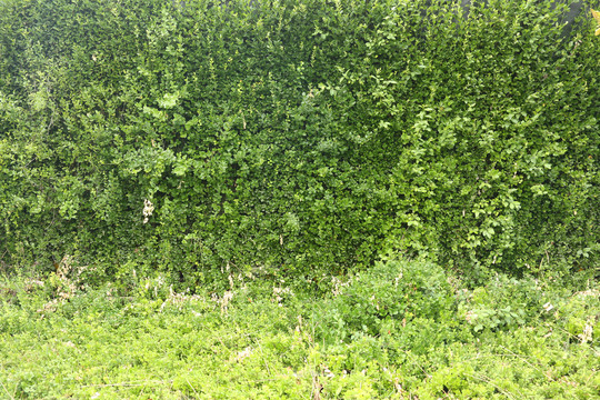 高清生态绿植墙