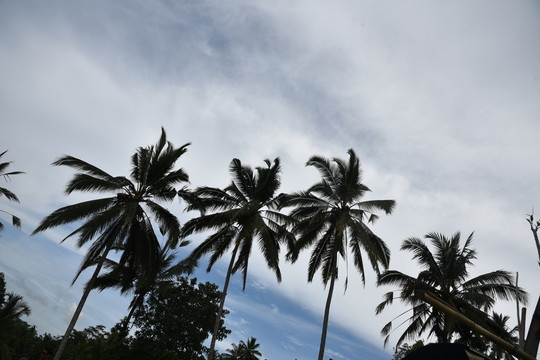 海边椰子树