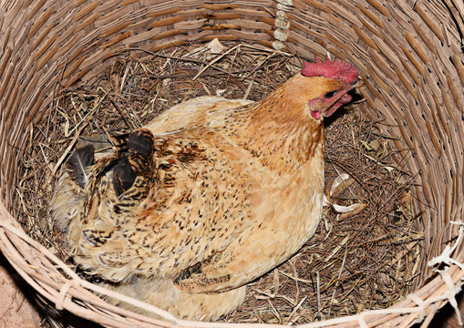 母鸡在鸡窝生蛋生蛋