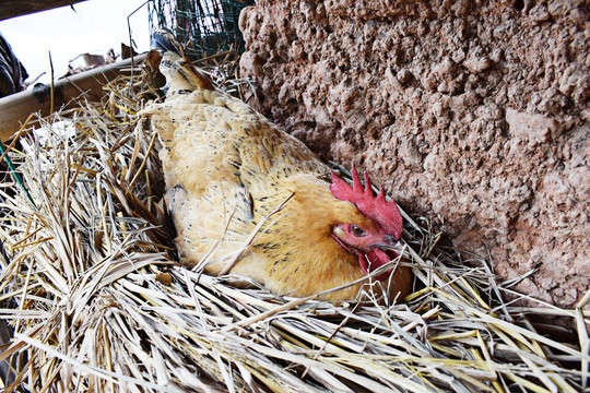 母鸡在鸡窝生蛋生蛋