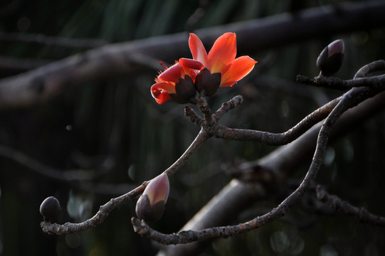 木棉花