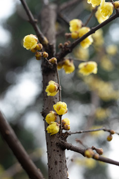 腊梅花