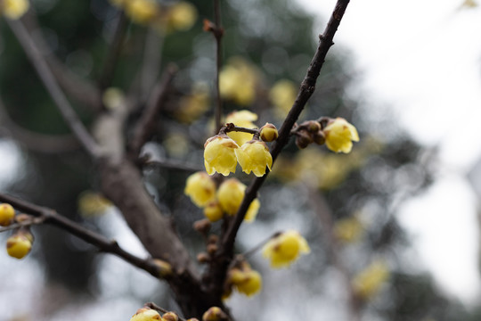 腊梅花