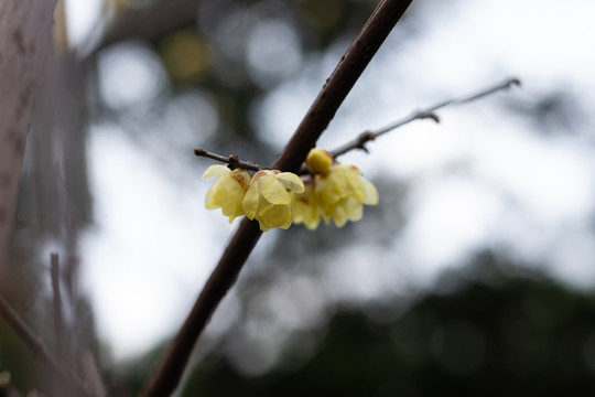 腊梅花