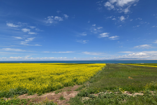 油菜花