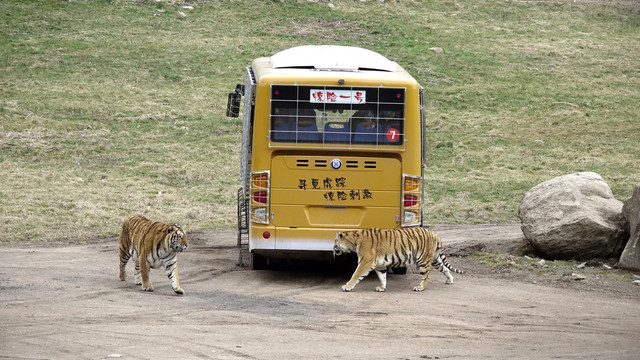 牡丹江横道河子东北虎繁育基地