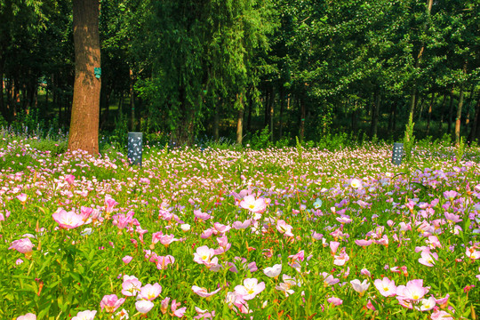 格桑花海