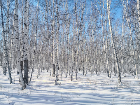 雪原森林白桦林