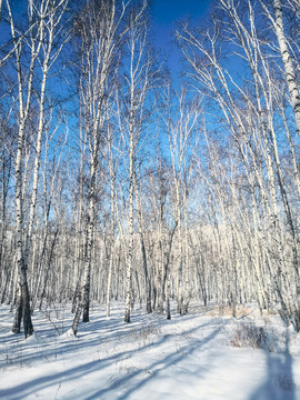 冬季雪地光影森林蓝天