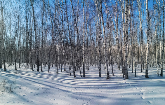 雪地光影白桦林