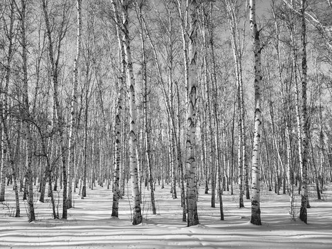 白桦林冬季黑白片